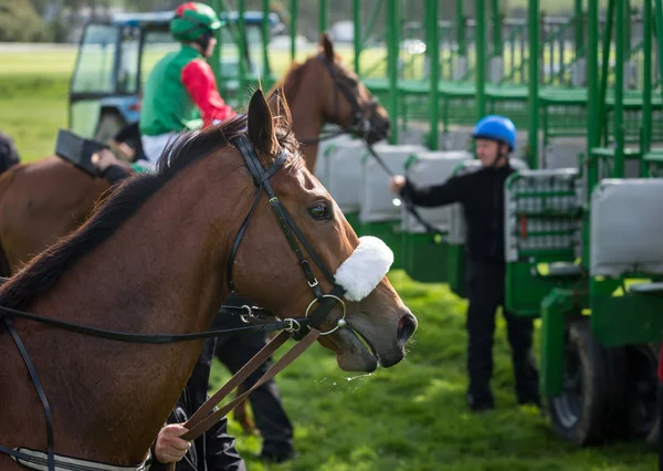 Close Cavalo Corrida Jockey Perto Portão Início — Fotografia de Stock