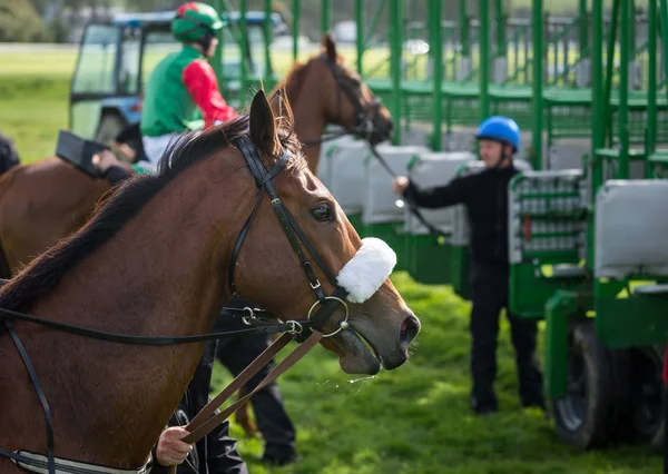 競走馬と騎手スタート ゲート付近のクローズ アップ — ストック写真