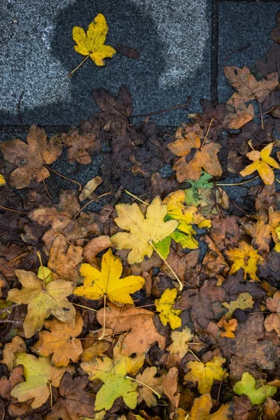 Podzimní Listí Mokré Dlažbě Textury — Stock fotografie