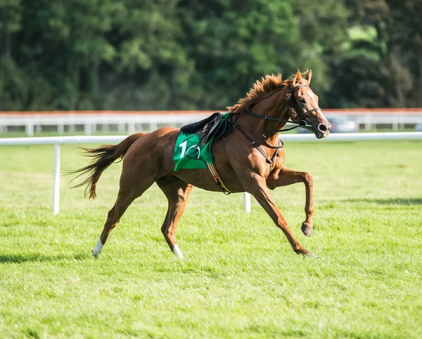 緩やかな競走馬 競馬場で実行されています — ストック写真