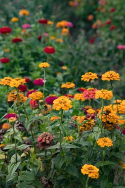 Organik bir çiftlikte yetişen kır çiçekleri.