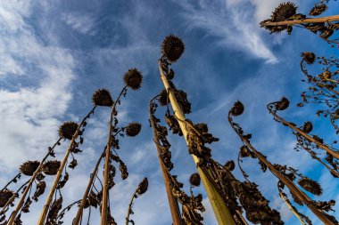 Kurumuş Olgun Ayçiçeklerine, Fransa kırsalındaki Ayçiçeği tarlasına sonbaharın başlarında bakıyorum.