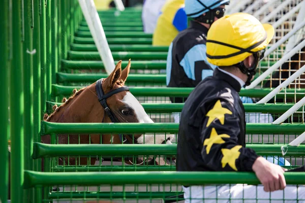 Vista Perto Cavalo Corrida Que Entra Portão Partida Ação Corrida — Fotografia de Stock