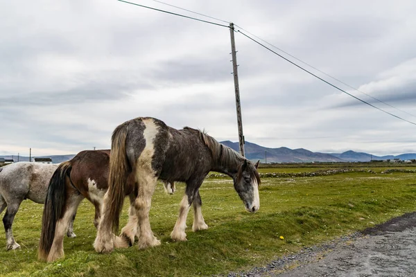 爱尔兰西海岸的马哈迪斯 在路边的爱尔兰草地上放牧的马 — 图库照片