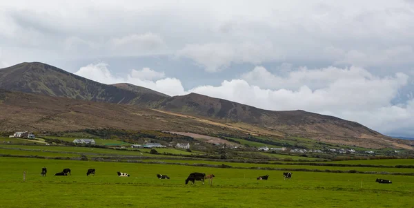 Vacas Leiteiras Pastando Campo Aberto Península Dingle Costa Oeste Irlanda — Fotografia de Stock