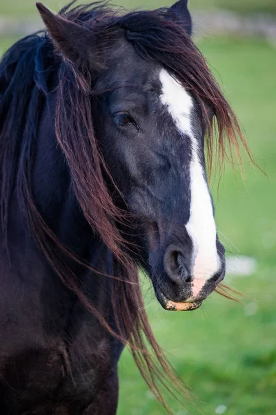 Close up detail on side profile and of hairy horse grazing in a field in rural Ireland