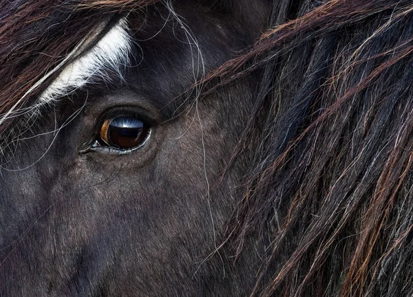 在爱尔兰农村的一个田野里 关于马群的侧貌和眼睛的近照 — 图库照片