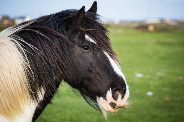 Detalle Cerca Del Perfil Lateral Del Caballo Peludo Irlanda Rural — Foto de Stock