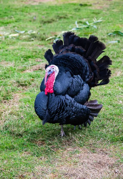 Pássaros Perambulando Livre Uma Fazenda Orgânica — Fotografia de Stock