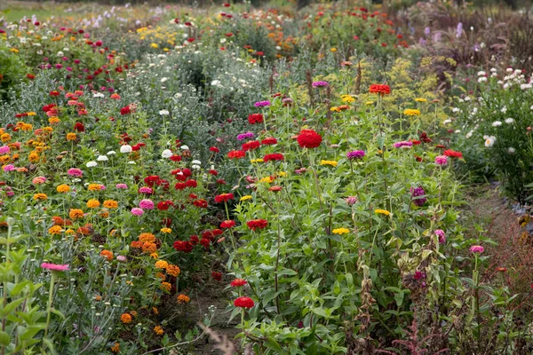 Louka Divoce Rostoucích Květin Ekologické Farmě — Stock fotografie