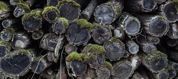 Closeup Pile Unused Abandonned Firewood Logs Left Moss Growing Logs — Stock Photo, Image