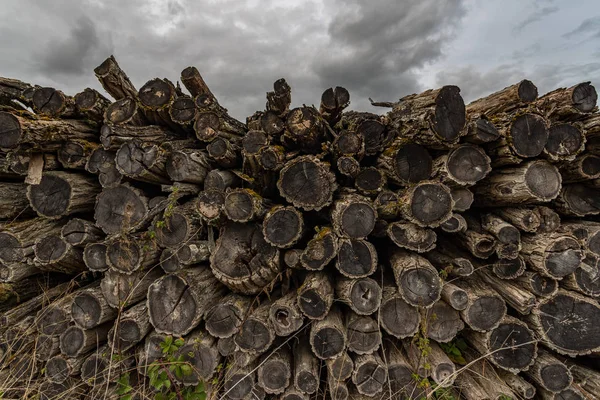 Closeup Pile Unused Abandonned Firewood Logs Left — Stock Photo, Image