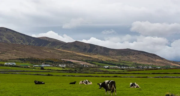 Vacas Leiteiras Pastando Campo Aberto Península Dingle Costa Oeste Irlanda Imagens Royalty-Free