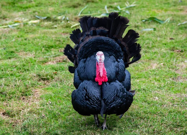 Seradaki Canlı Olgun Domateslere Yaklaş Telifsiz Stok Fotoğraflar