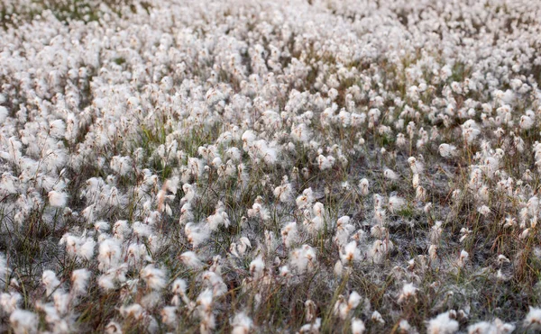 Поле Болотного Хлопка Eriophorum Angustifolium Растущее Весной Торфяном Болоте Сельской — стоковое фото