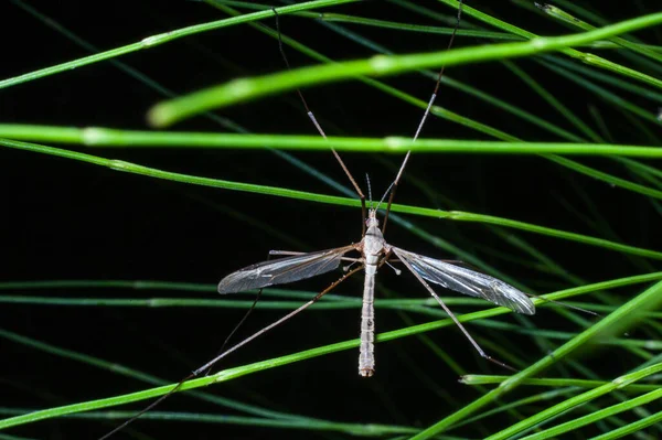 Crane Fly Também Conhecido Como Mosquito Falcão Papai Longlegs Escalando — Fotografia de Stock