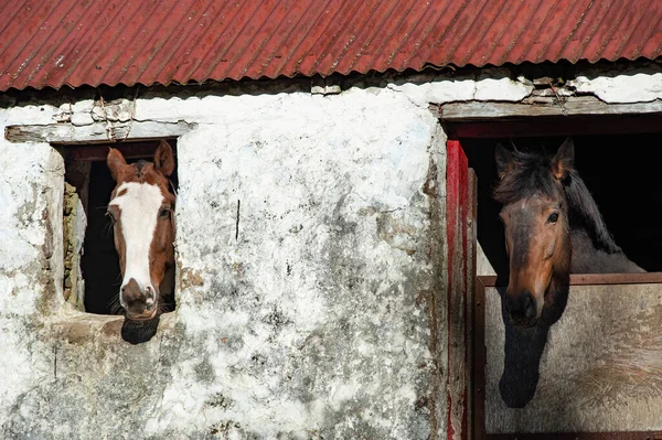 アイルランドのケリー州農村部の小屋から外を見る馬 — ストック写真