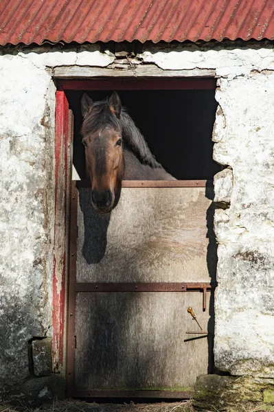 从爱尔兰克里县的一个小木屋里往外看的马 — 图库照片