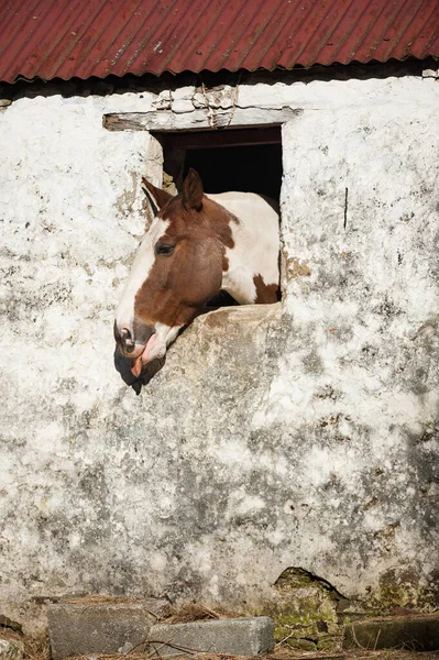 Cheval Regardant Par Fenêtre Mettant Langue Dehors Dans Comté Rural — Photo