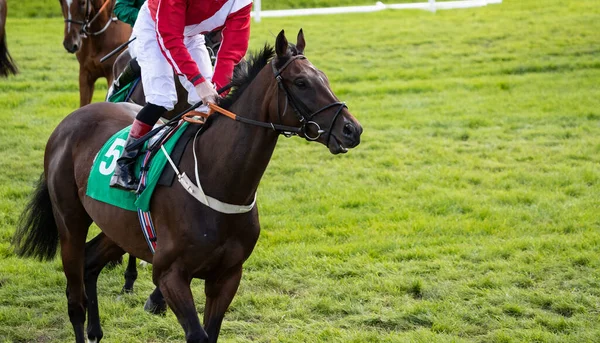 Cheval Course Jockey Sur Circuit Avant Une Course — Photo