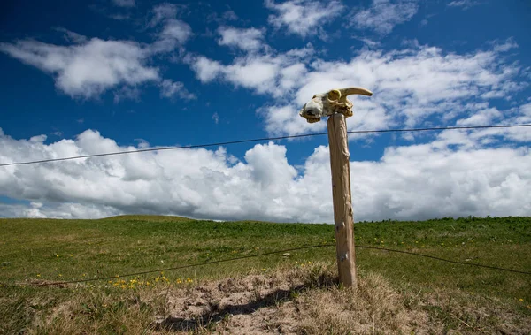 Lebka Kozí Hlavy Bariérovém Plotu Travnaté Zemědělské Půdy — Stock fotografie