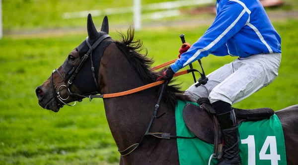 Zbliżenie Wyścig Koń Galopuje Torze — Zdjęcie stockowe