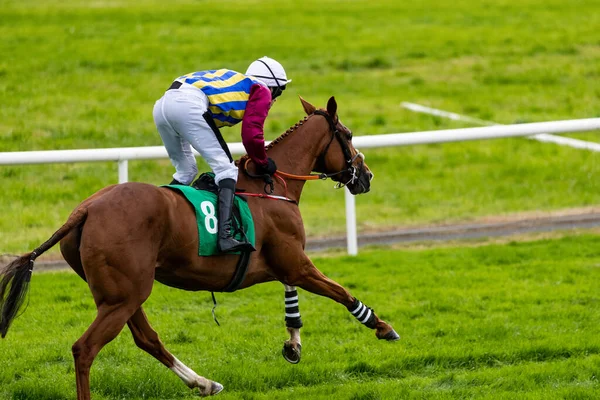 Race Paard Galoppeert Langs Racebaan — Stockfoto