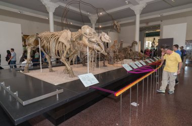 New York City - 14 Mayıs 2016: Amerikan Doğa Tarihi Müzesinde dinozor fosil sergisi. New York Şehri