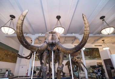 New York City - 14 Mayıs 2016: Amerikan Doğa Tarihi Müzesinde dinozor fosil sergisi. New York Şehri