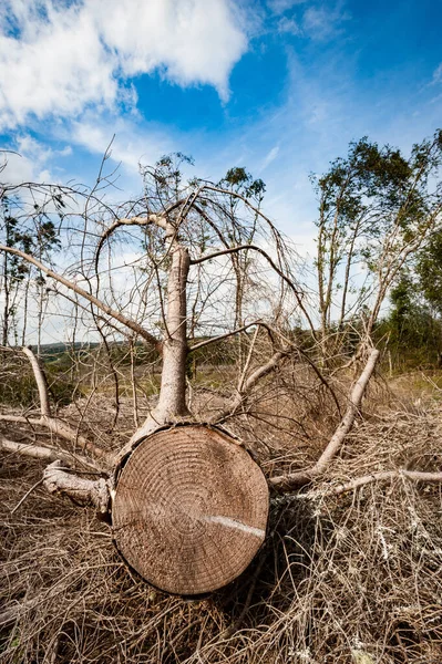 Gesnipperde Boomstam Achtergrond — Stockfoto