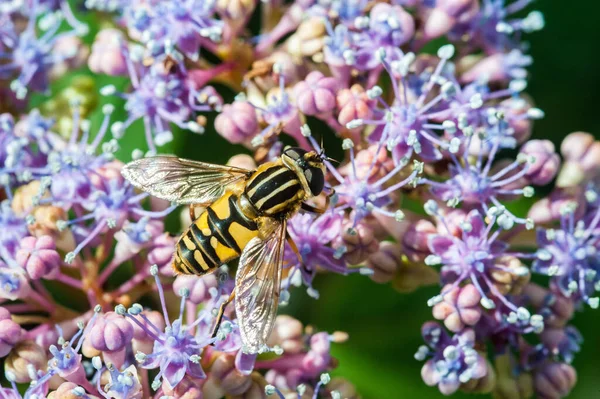 Hoverfly Coleta Pólen Flor Hortênsia Durante Verão — Fotografia de Stock