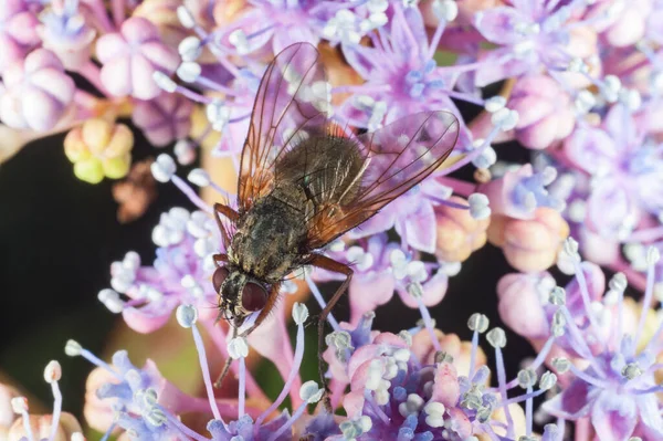 Anthomyiidae Voam Flor Coletando Pólen Flor Hortênsia — Fotografia de Stock