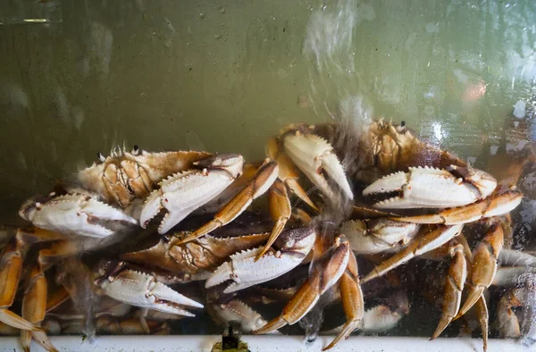 Gros Plan Sur Crabe Plongeur Vivant Vendre Dans Aquarium Marché — Photo