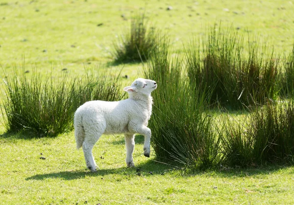 Petit Agneau Printemps Mignon Jouant Dans Une Prairie Herbe — Photo