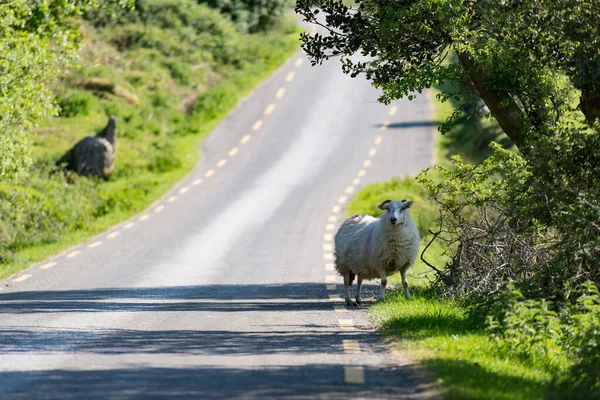 Ovejas Pastando Lado Carretera Paisaje Escénico Brecha Dunlop Anillo Kerry —  Fotos de Stock