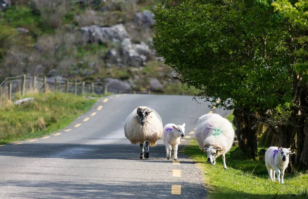 Pâturage Moutons Sur Bord Route Dans Paysage Pittoresque Écart Dunlop — Photo