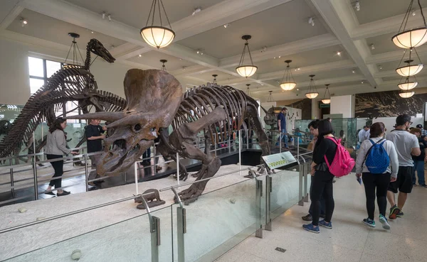 New York City 14Th May 2016 Dinosaur Fossil Exibits American — Stock Photo, Image
