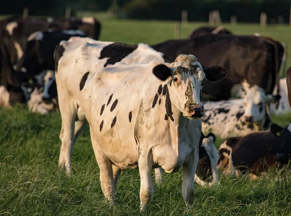 Vacas Lecheras Irlandesas Pastando Bajo Sol Noche Durante Verano — Foto de Stock