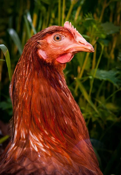 Çiftlikteki Sağlıklı Bir Tavuk Profili — Stok fotoğraf