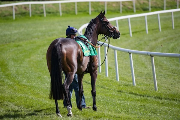 競馬の執事レーストラック上の開始ゲートにレース馬を歩く — ストック写真