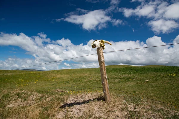 Lebka Kozí Hlavy Bariérovém Plotu Travnaté Zemědělské Půdy — Stock fotografie