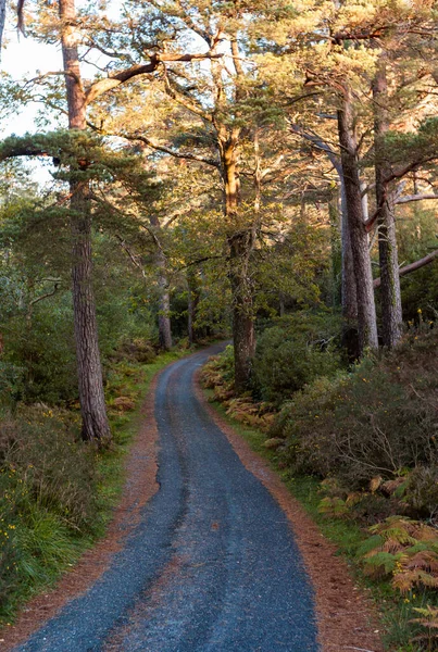 Wandelpad Door Een Bos Killarney Natioal Park — Stockfoto