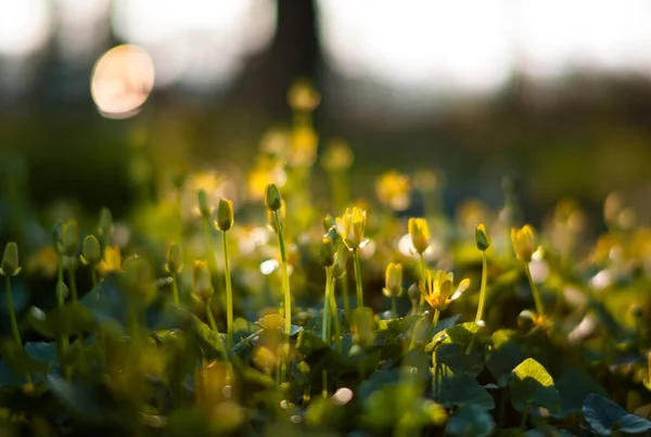 Malé Květy Žlutého Lesa Květu Irské Jaře — Stock fotografie