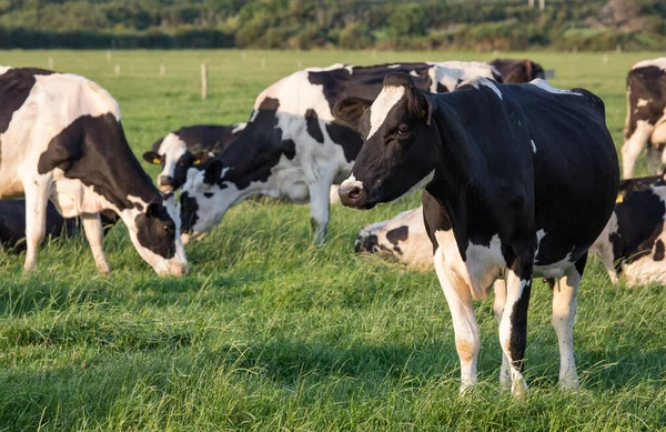 Vacas Lecheras Irlandesas Pastando Bajo Sol Noche Durante Verano Fotos de stock