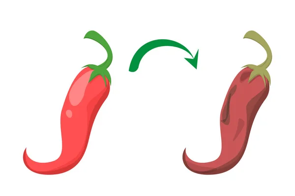 Frischer und schmackhafter roter Chilischote wird zum schlechten Vektor isoliert — Stockvektor