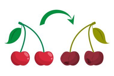 Çürük kiraz vektörü izole edildi. Kötü yemek, hasarlı dut.