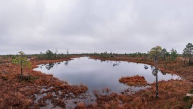 Ulusal parkta sonbahar bataklığı. Doğaya bir bak.