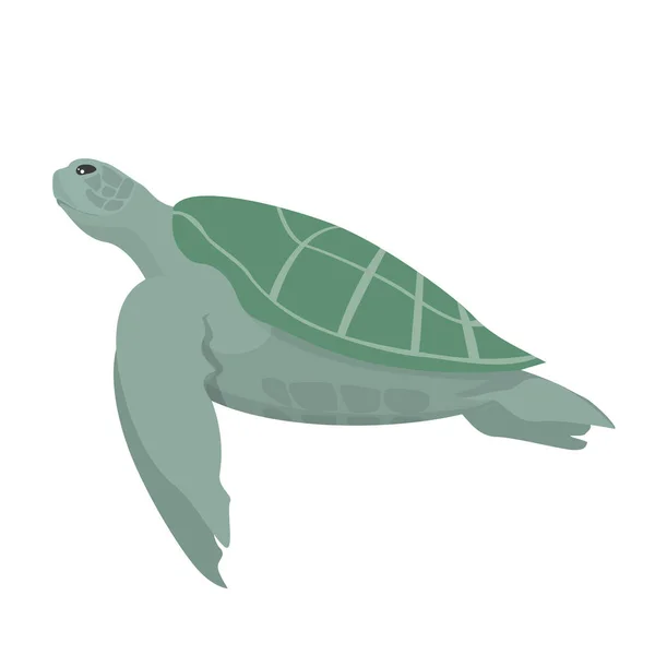 Turtle animal vector isolated. Underwater creature, marine — Stok Vektör