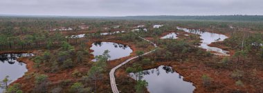 Ulusal parkta sonbahar bataklığı. Doğaya bir bak.