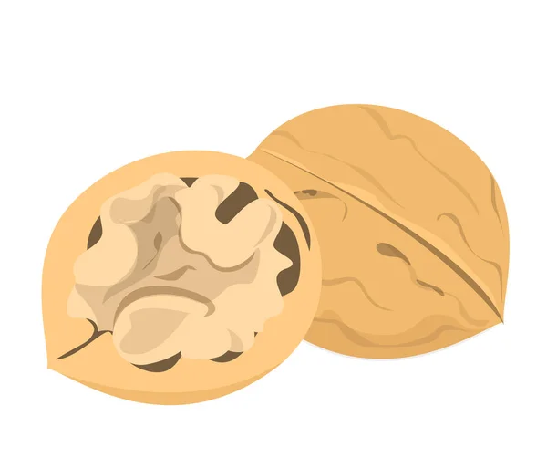 Вектор ореха изолирован. Органические закуски с ореховой скорлупой — стоковый вектор